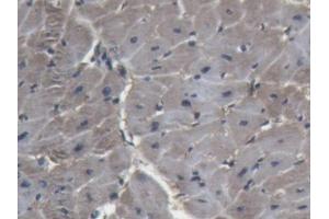 IHC-P analysis of Pig Heart Tissue, with DAB staining. (Lactate Dehydrogenase A anticorps  (AA 1-332))