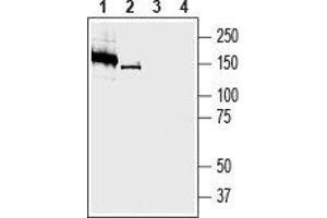 Western blot analysis of mouse (lanes 1 and 3) and rat (lanes 2 and 4) brain lysates: - 1,2.