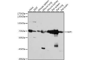 Western blot analysis of extracts of various cell lines, using NXF1 antibody (ABIN7269024) at 1:1000 dilution. (NXF1 anticorps  (AA 57-356))