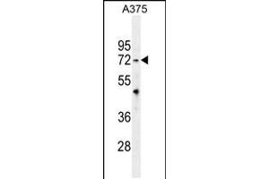 Western blot analysis in A375 cell line lysates (35ug/lane). (TRIM56 anticorps  (C-Term))