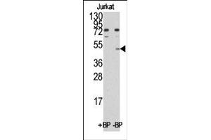 Image no. 1 for anti-MYC Induced Nuclear Antigen (MINA) (C-Term) antibody (ABIN356565) (MINA anticorps  (C-Term))