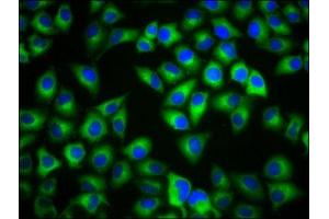 Immunofluorescence staining of Hela cells with ABIN7159233 at 1:133, counter-stained with DAPI.