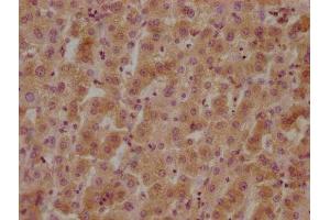 IHC image of ABIN7140074 diluted at 1:800 and staining in paraffin-embedded human liver tissue performed on a Leica BondTM system. (GPR37 anticorps  (AA 114-133))