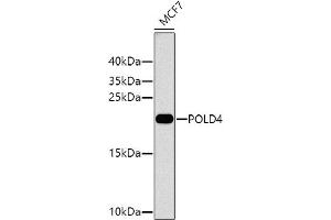 Western blot analysis of extracts of MCF-7 cells, using POLD4 antibody (ABIN6133433, ABIN6145883, ABIN6145884 and ABIN6224592) at 1:1000 dilution. (POLD4 anticorps  (AA 1-107))