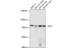 Western blot analysis of extracts of various cell lines, using ELL2 antibody (ABIN7266925) at 1:1000 dilution. (ELL2 anticorps  (AA 253-352))