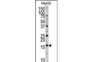 Western blot analysis of anti-XTP3T Antibody (N-term) (ABIN389324 and ABIN2839441) in HepG2 cell line lysates (35 μg/lane). (DCTPP1 anticorps  (N-Term))