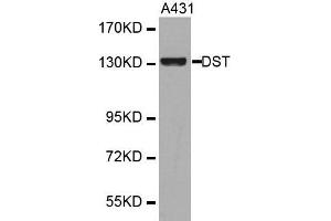 Western blot analysis of extracts of various cell lines, using DST antibody. (Dystonin anticorps  (AA 1-270))