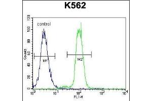KLF4 Antibody (C-term) (ABIN655898 and ABIN2845298) flow cytometric analysis of K562 cells (right histogram) compared to a negative control cell (left histogram). (KLF4 anticorps  (C-Term))