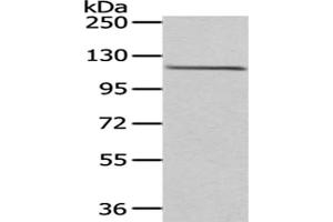 Gel: 6 % SDS-PAGE,Lysate: 40 μg,Primary antibody: ABIN7193040(WDR36 Antibody) at dilution 1/200 dilution,Secondary antibody: Goat anti rabbit IgG at 1/8000 dilution,Exposure time: 1 minute (WDR36 anticorps)