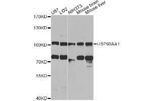 Western blot analysis of extracts of various cell lines, using HSP90AA1 antibody (ABIN6292998) at 1:1000 dilution. (HSP90AA1 anticorps)