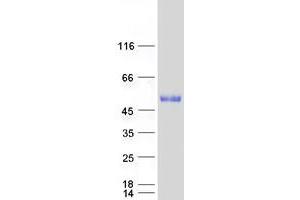 Validation with Western Blot