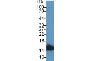 Detection of H-FABP in Mouse Heart lysate using Polyclonal Antibody to Heart-type Fatty Acid Binding Protein (H-FABP)