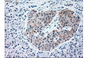 Immunohistochemical staining of paraffin-embedded pancreas tissue using anti-NRBP1mouse monoclonal antibody. (NRBP1 anticorps)