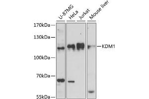 Western blot analysis of extracts of various cell lines, using KDM1 antibody (ABIN7268323) at 1:1000 dilution. (LSD1 anticorps  (AA 130-380))