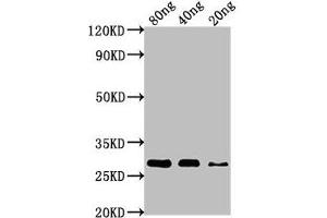 Western Blot Positive WB detected in Recombinant protein All lanes: nef antibody at 1:1000 Secondary Goat polyclonal to rabbit IgG at 1/50000 dilution Predicted band size: 28 kDa Observed band size: 28 kDa (Nef (AA 1-209) anticorps)
