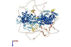 AlphaFold protein structure predicition of Mouse Recombinant Drosha Protein, UniprotID Q5HZJ0