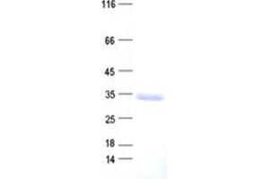 Validation with Western Blot