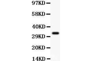 Anti-PD-L1 Picoband antibody,  All lanes: Anti PDL1  at 0. (PD-L1 anticorps  (AA 45-290))