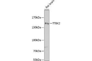 Western blot analysis of extracts of rat brain, using TTBK2 antibody (ABIN6131392, ABIN6149666, ABIN6149669 and ABIN6223523) at 1:1000 dilution. (TTBK2 anticorps  (AA 1185-1244))
