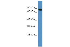 WB Suggested Anti-COL9A3 Antibody Titration: 0. (COL9A3 anticorps  (C-Term))