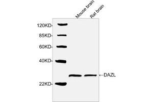 Western blot analysis of tissue lysates using DAZL Antibody, pAb, Rabbit (ABIN399110, 1 µg/mL) The signal was developed with IRDye-800 Conjugated Goat Anti-Rabbit IgG. (DAZL anticorps  (N-Term))