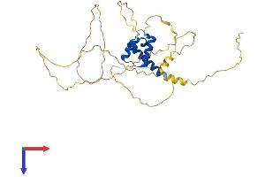 AlphaFold protein structure predicition of Mouse Recombinant Hoxd1 Protein, UniprotID Q01822