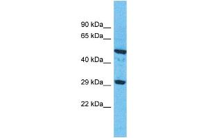 Western Blotting (WB) image for anti-Olfactory Receptor, Family 9, Subfamily G, Member 1 (OR9G1) (C-Term) antibody (ABIN2498651) (OR9G1 anticorps  (C-Term))