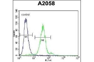 TE Antibody (C-term) (ABIN657175 and ABIN2846306) flow cytometric analysis of  cells (right histogram) compared to a negative control cell (left histogram). (TEX261 anticorps  (C-Term))