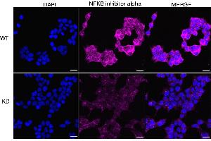 Immunocytochemical staining of HeLa cells using NFKB inhibitor alpha antibody (ABIN7799642), 1:1,000), Top panel: wild-type (WT), Bottom panal: NFKB inhibitor alpha shRNA knockdown (KD).