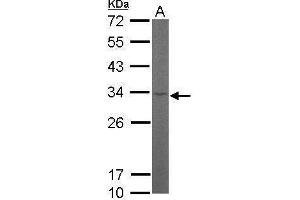 WB Image Sample (50 ug of whole cell lysate) A: Mouse brain 12% SDS PAGE antibody diluted at 1:1000