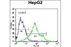 C Antibody (C-term) (Ascites) ABIN1539995 flow cytometric analysis of HepG2 cells (right histogram) compared to a negative control cell (left histogram).