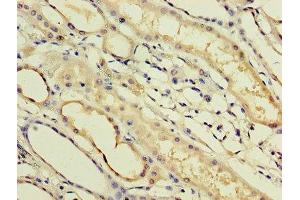 Immunohistochemistry of paraffin-embedded human kidney tissue using ABIN7156549 at dilution of 1:100