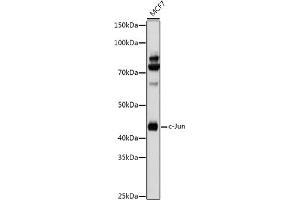 Western blot analysis of extracts of MCF7 cells, using c-Jun antibody (ABIN6131074, ABIN6142670, ABIN6142671 and ABIN6215187) at 1:1000 dilution.