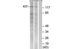 Western blot analysis of extracts from COS7/A549, using c-Kit (Ab-721) Antibody. (KIT anticorps  (AA 688-737))