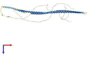 AlphaFold protein structure predicition of Mouse Recombinant Krt75 Protein, UniprotID Q8BGZ7