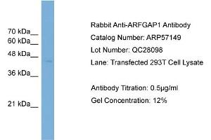 WB Suggested Anti-ARFGAP1  Antibody Titration: 0. (ARFGAP1 anticorps  (Middle Region))