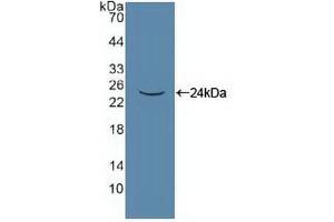Figure. (PANX1 anticorps  (AA 228-411))