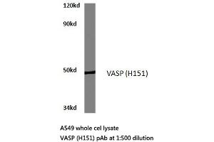 Western blot (WB) analyzes of VASP antibody in extracts from A549 cells. (VASP anticorps)