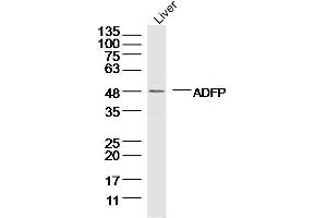 Mouse liver lysates probed with ADFP Polyclonal Antibody, Unconjugated  at 1:300 dilution and 4˚C overnight incubation.