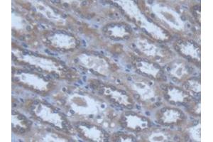 Detection of POFUT1 in Human Kidney Tissue using Polyclonal Antibody to Protein O-Fucosyltransferase 1 (POFUT1) (POFUT1 anticorps  (AA 238-388))