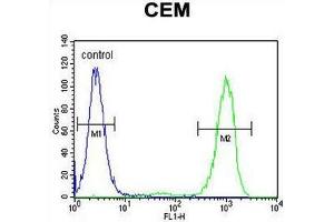 GPM6B Antibody (N-term) flow cytometric analysis of CEM cells (right histogram) compared to a negative control cell (left histogram). (GPM6B anticorps  (N-Term))