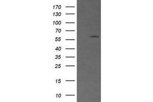 Image no. 1 for anti-CD19 Molecule (CD19) antibody (ABIN1497184) (CD19 anticorps)