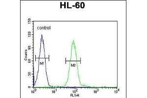 PG Antibody (C-term) (ABIN651918 and ABIN2840453) flow cytometric analysis of HL-60 cells (right histogram) compared to a negative control cell (left histogram). (Pgap2 anticorps  (C-Term))