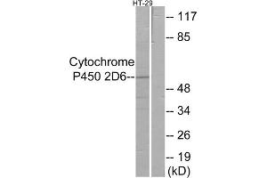 Western blot analysis of extracts from HT-29 cells, using CYP2D6 antibody. (CYP2D6 anticorps  (Internal Region))