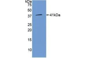 Detection of Recombinant WNT3A, Human using Polyclonal Antibody to Wingless Type MMTV Integration Site Family, Member 3A (WNT3A)