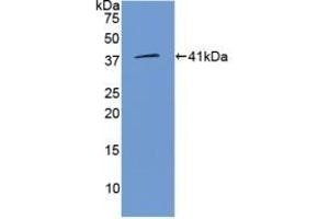 Detection of Recombinant WNT3A, Human using Polyclonal Antibody to Wingless Type MMTV Integration Site Family, Member 3A (WNT3A) (WNT3A anticorps  (AA 1-290))