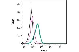 Cell surface detection of CD63 by direct flow cytometry in live intact mouse P815 mastocytoma cell line: + Rabbit IgG Isotype Control-FITC (ABIN7582044).