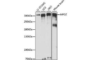 Western blot analysis of extracts of various cell lines, using MPDZ antibody (ABIN7268699) at 1:1000 dilution. (MPDZ anticorps  (AA 1100-1380))