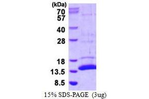 Image no. 1 for S100 Calcium Binding Protein A7A (S100A7A) protein (His tag) (ABIN1098323) (S100A7A Protein (His tag))