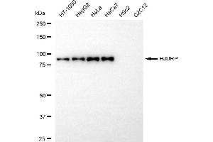 anti-Holliday Junction Recognition Protein (HJURP) antibody